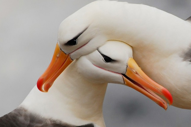 Альбатросы