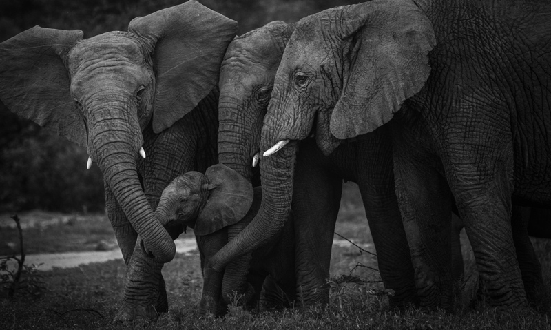 Потому что мама — самая ласковая