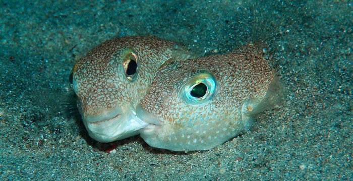 Рыбка делает красивый узор на дне для своей любимой