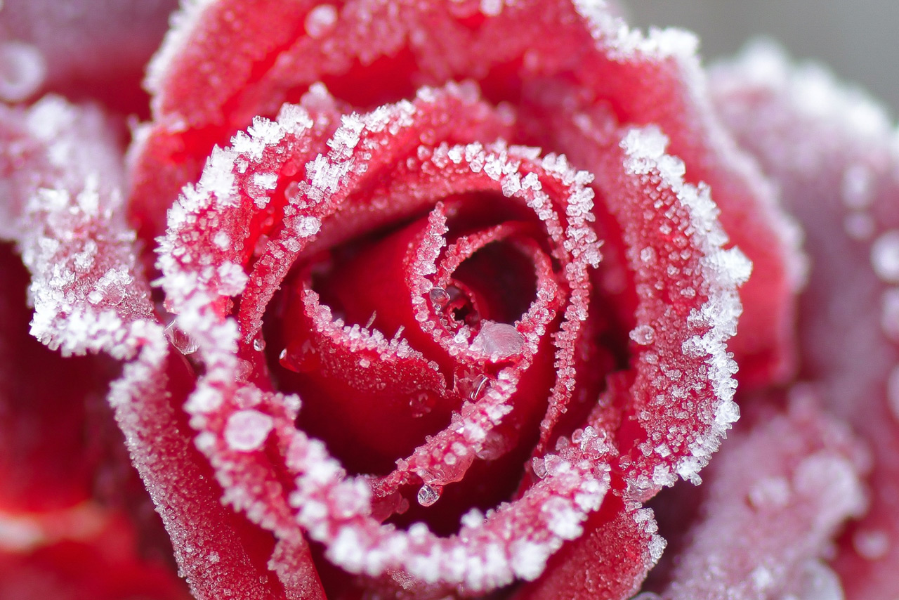 Даже зимой розы пахнут малиной...