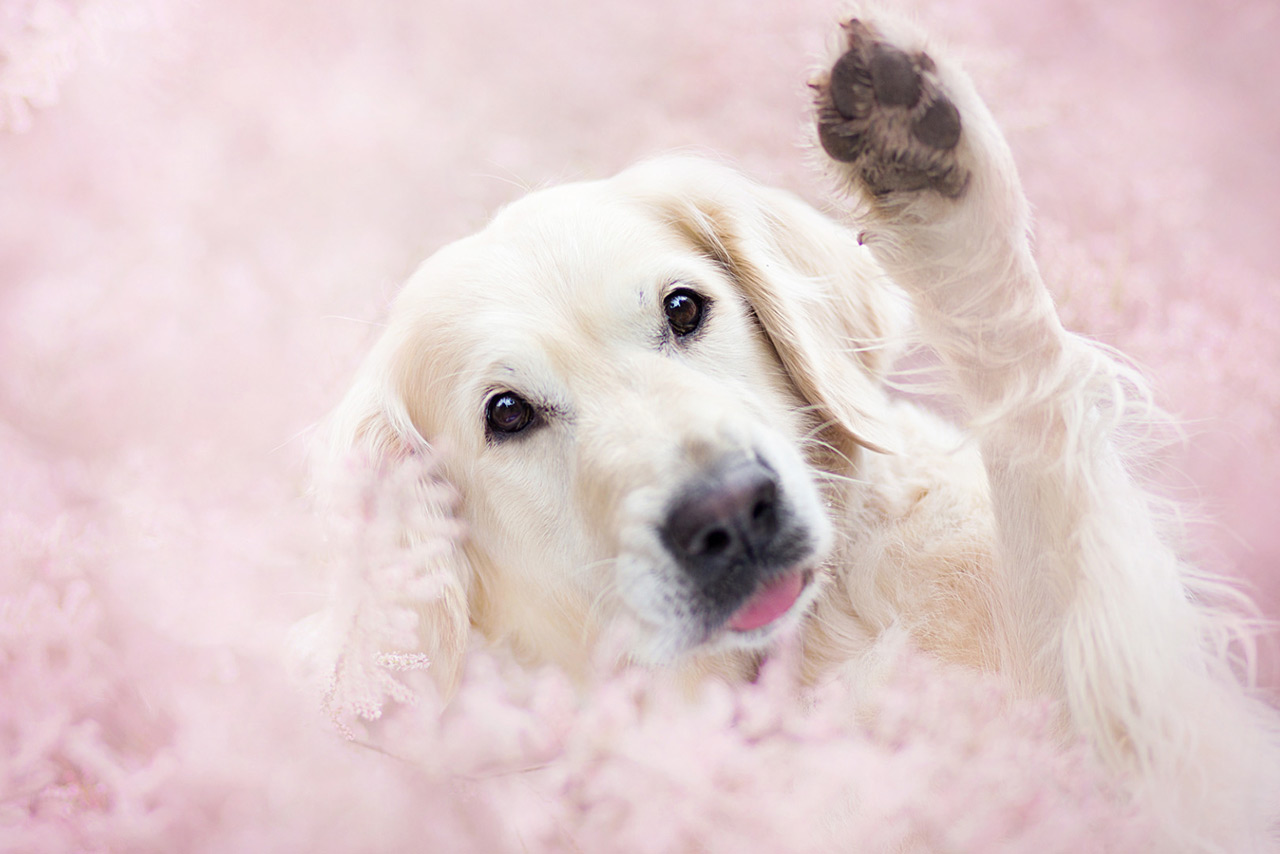 История великой собачьей магии