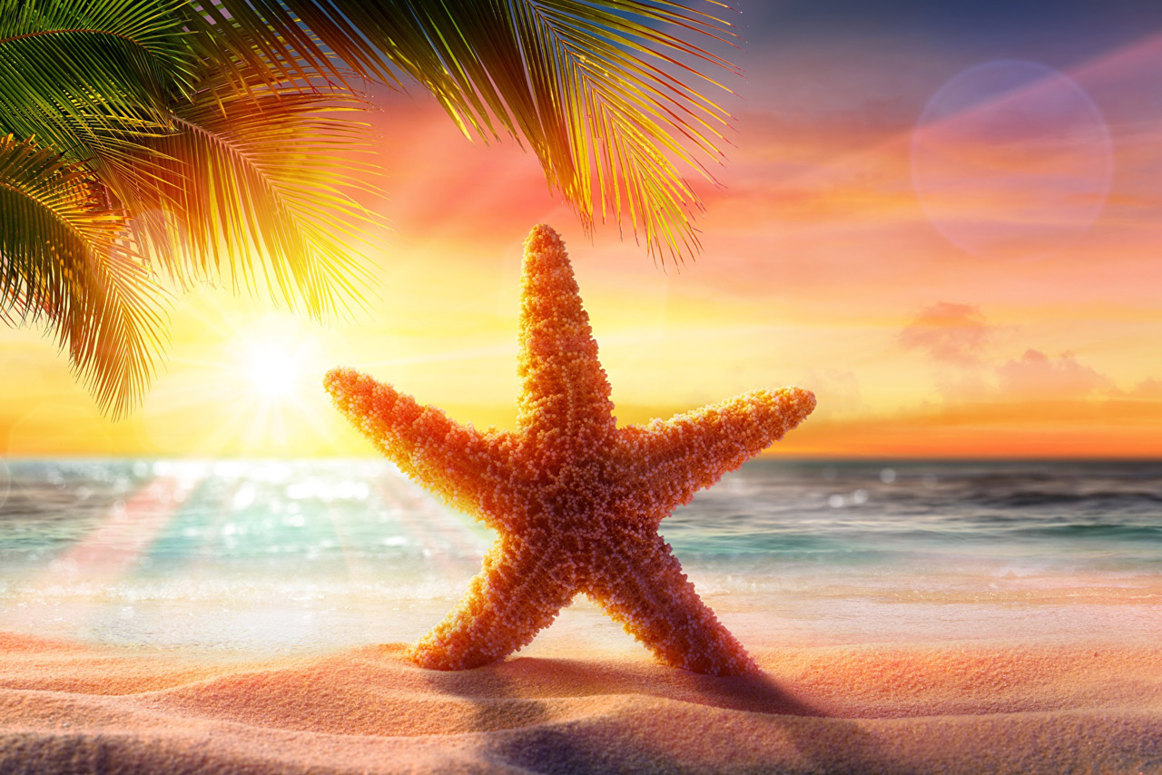 Найти морскую звезду – к счастью