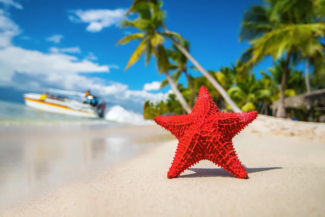 Морская звезда: приметы