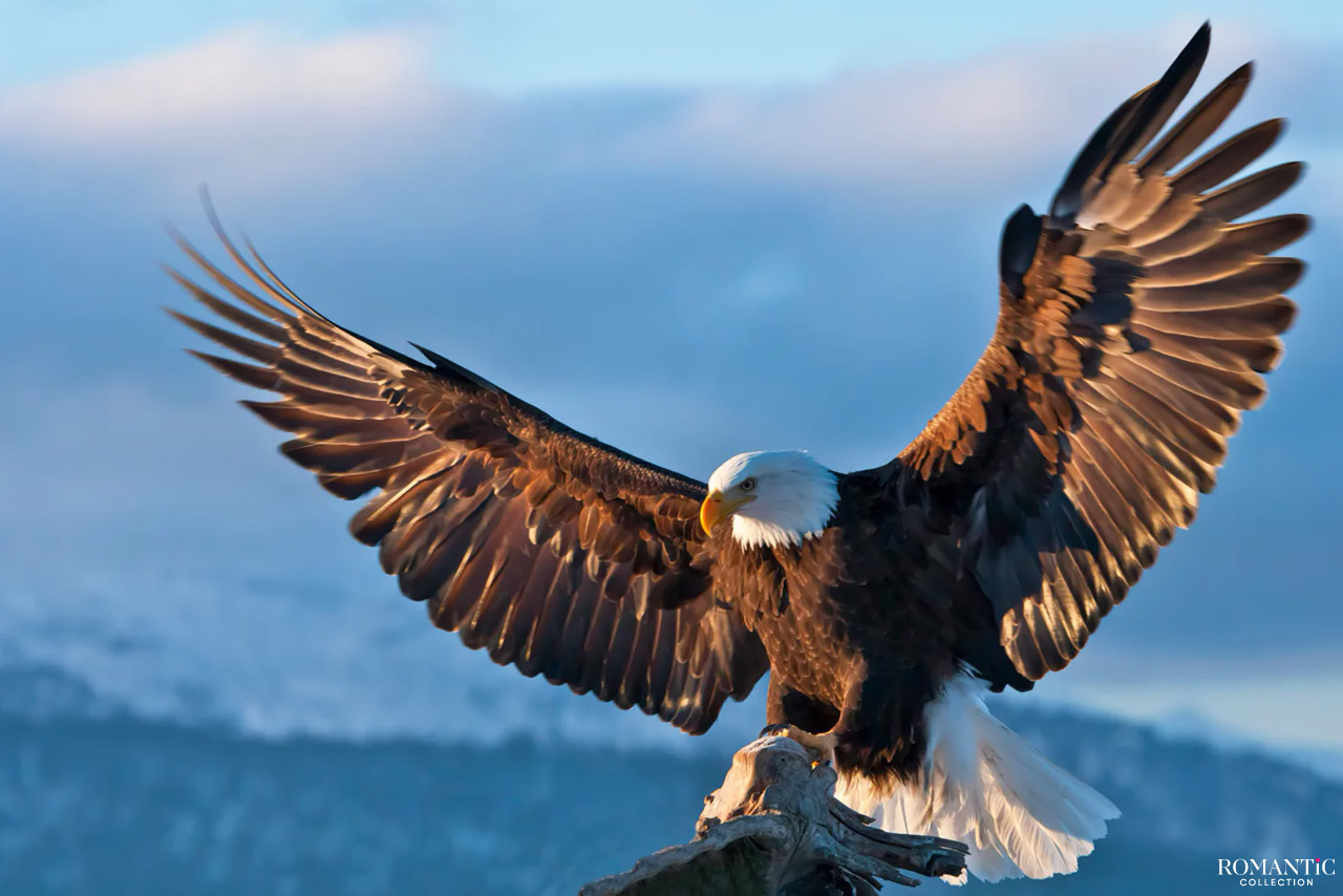 Как орлица выбирает отца своим птенцам