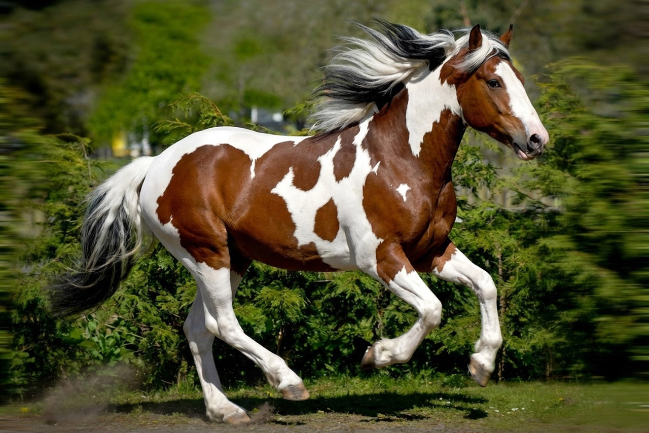 Пегая масть