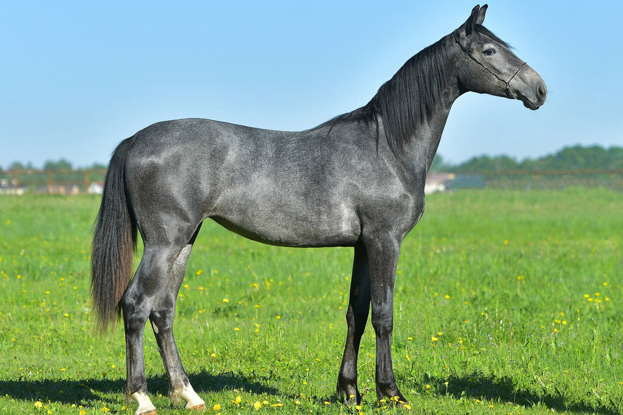 Мышастая масть