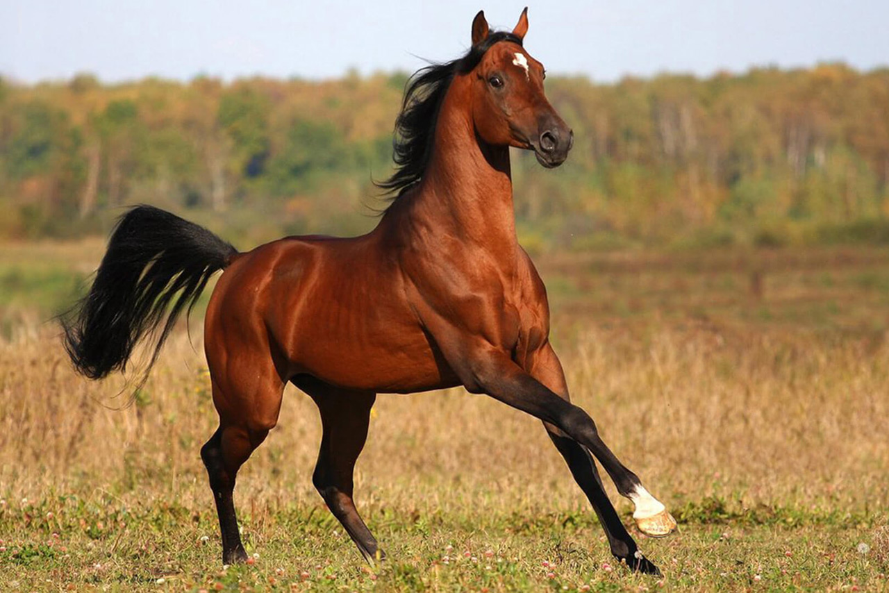 Гнедая масть лошади