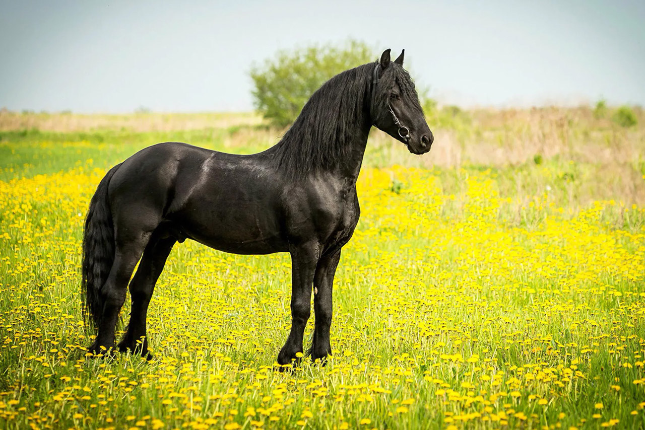 Вороная лошадь