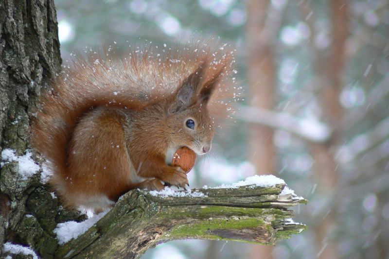 Роскошь живой природы