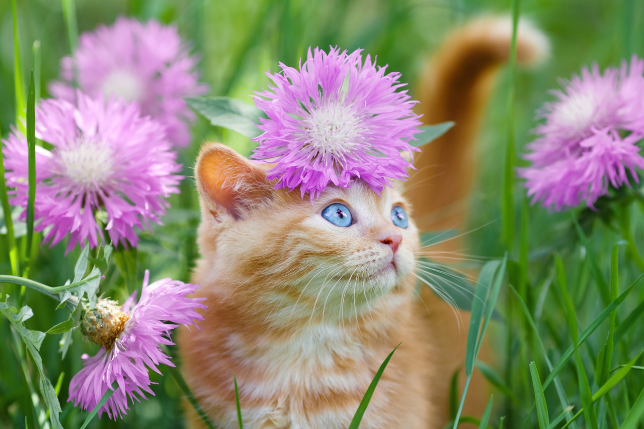 Определение погоды по поведению кошки