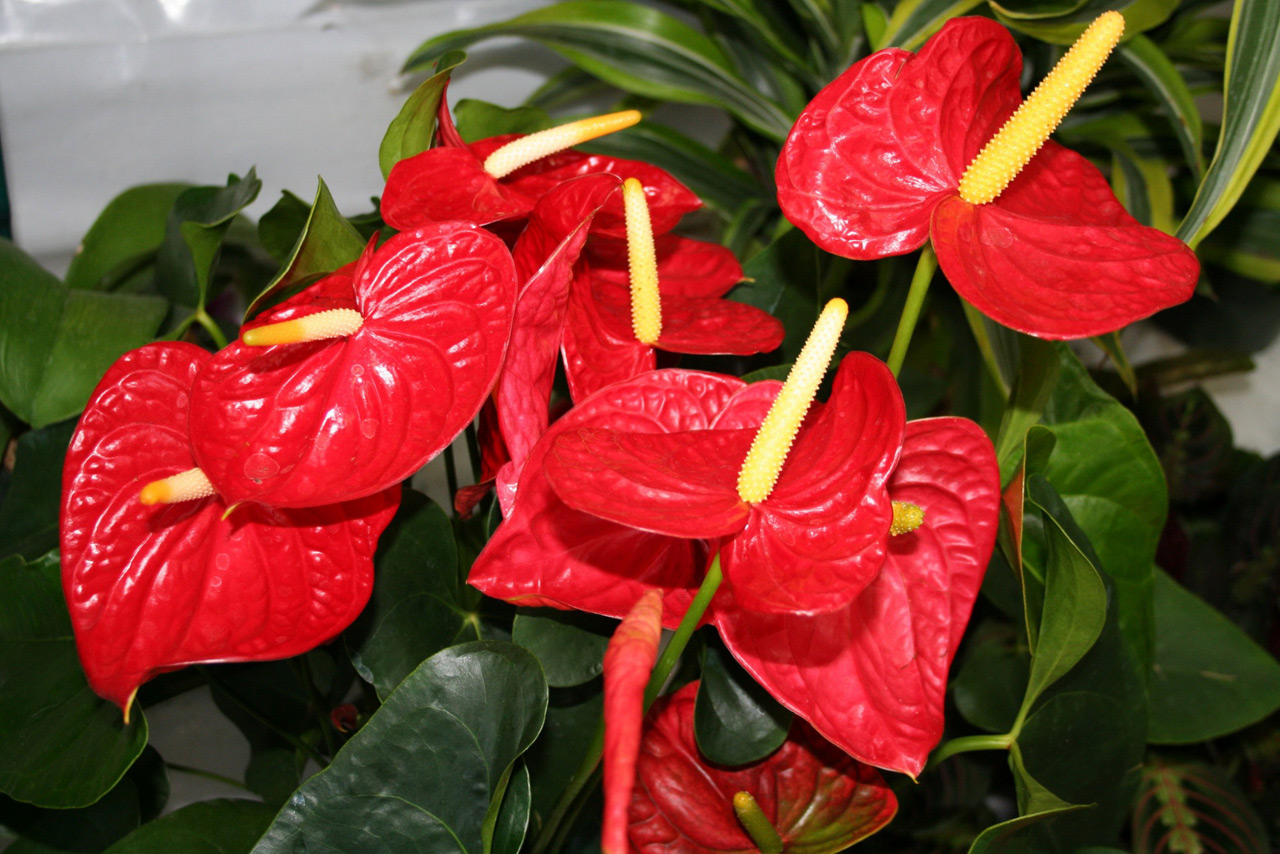 Цветок фламинго. Антуриум