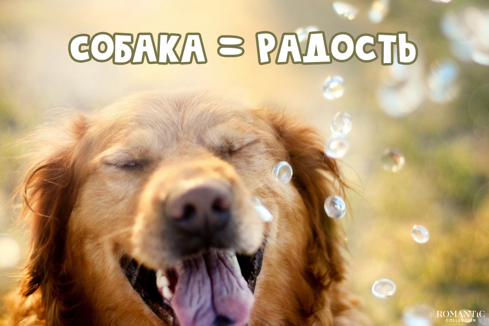 Смешные подписи к фотографиям с собакой