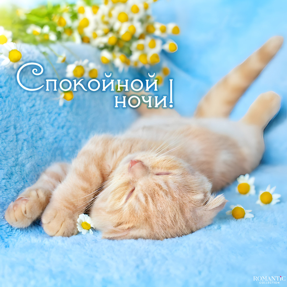 Спокойной ночи девушке своими словами