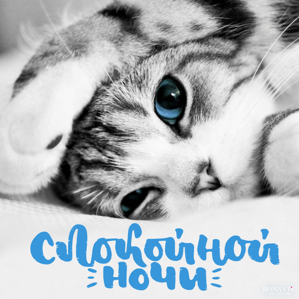 Прикольные пожелания спокойной ночи