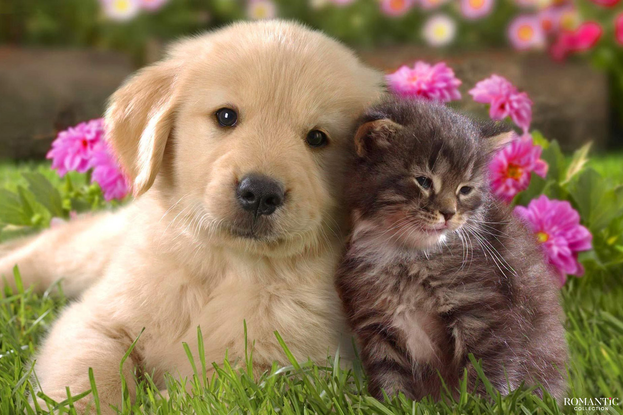 Домашний питомец в подарок на 8 Марта