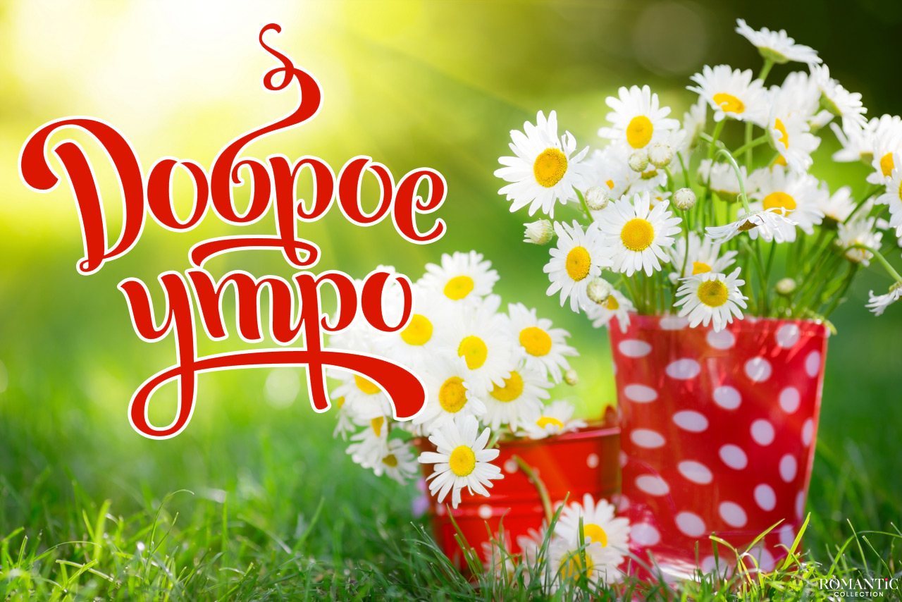 Пожелания доброго дня
