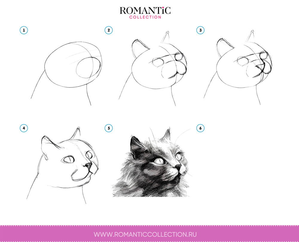 Как нарисовать кота