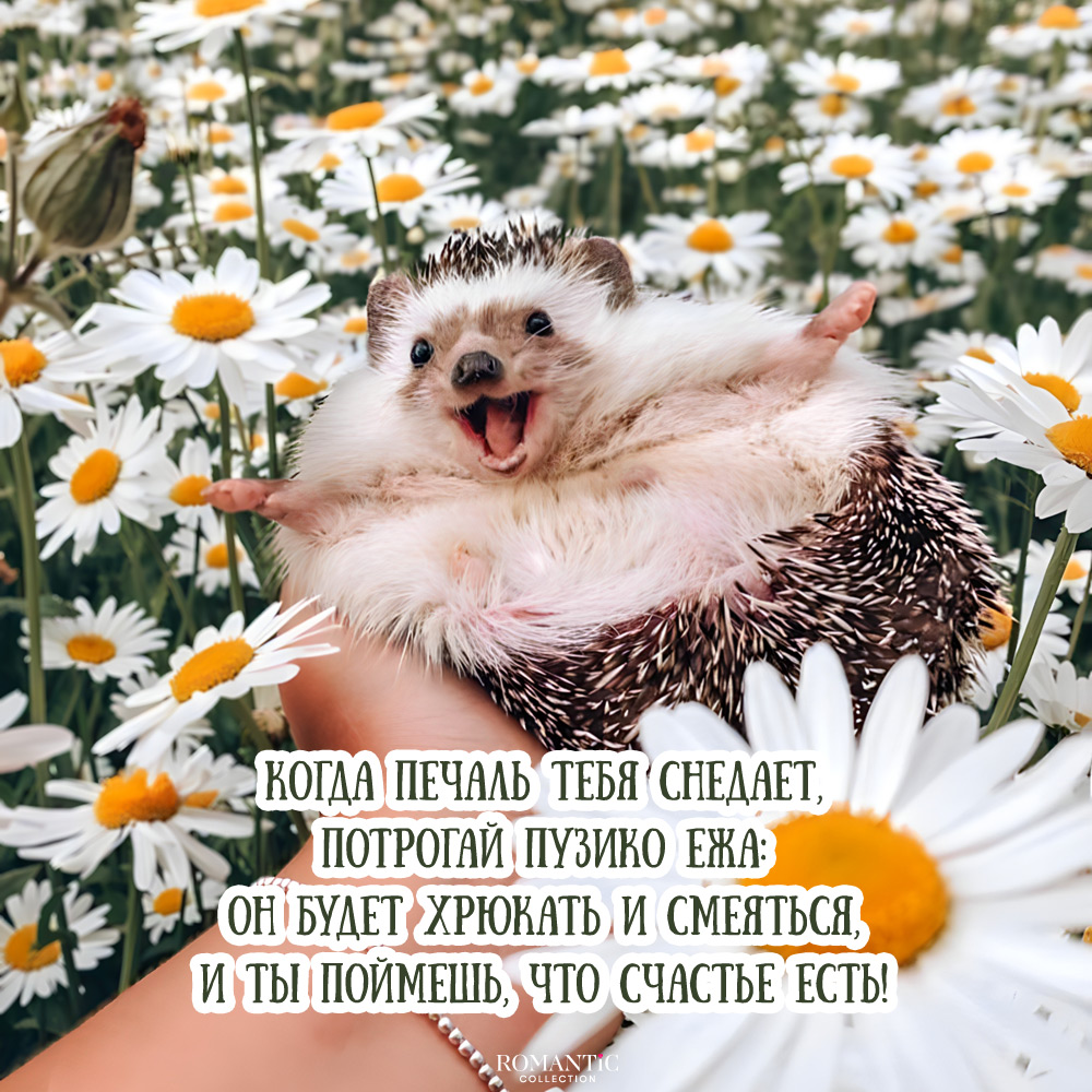 Прикольные статусы про счастье