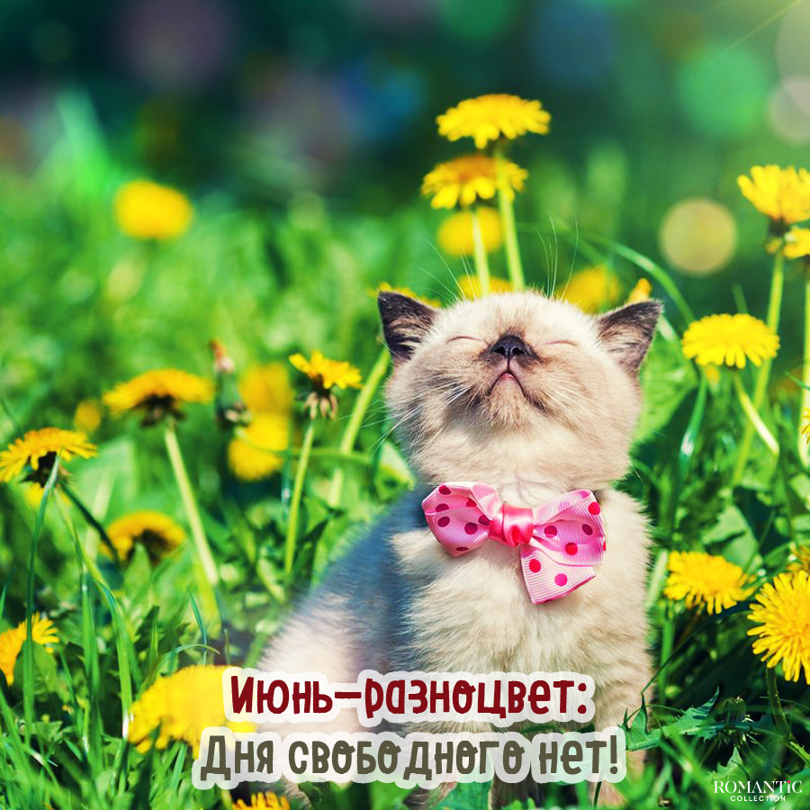 Короткие статусы про июнь для социальных сетей