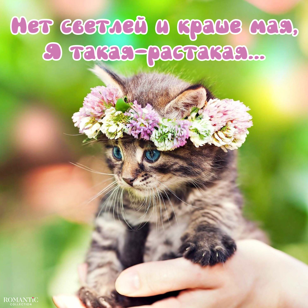 Прикольные и смешные статусы про май