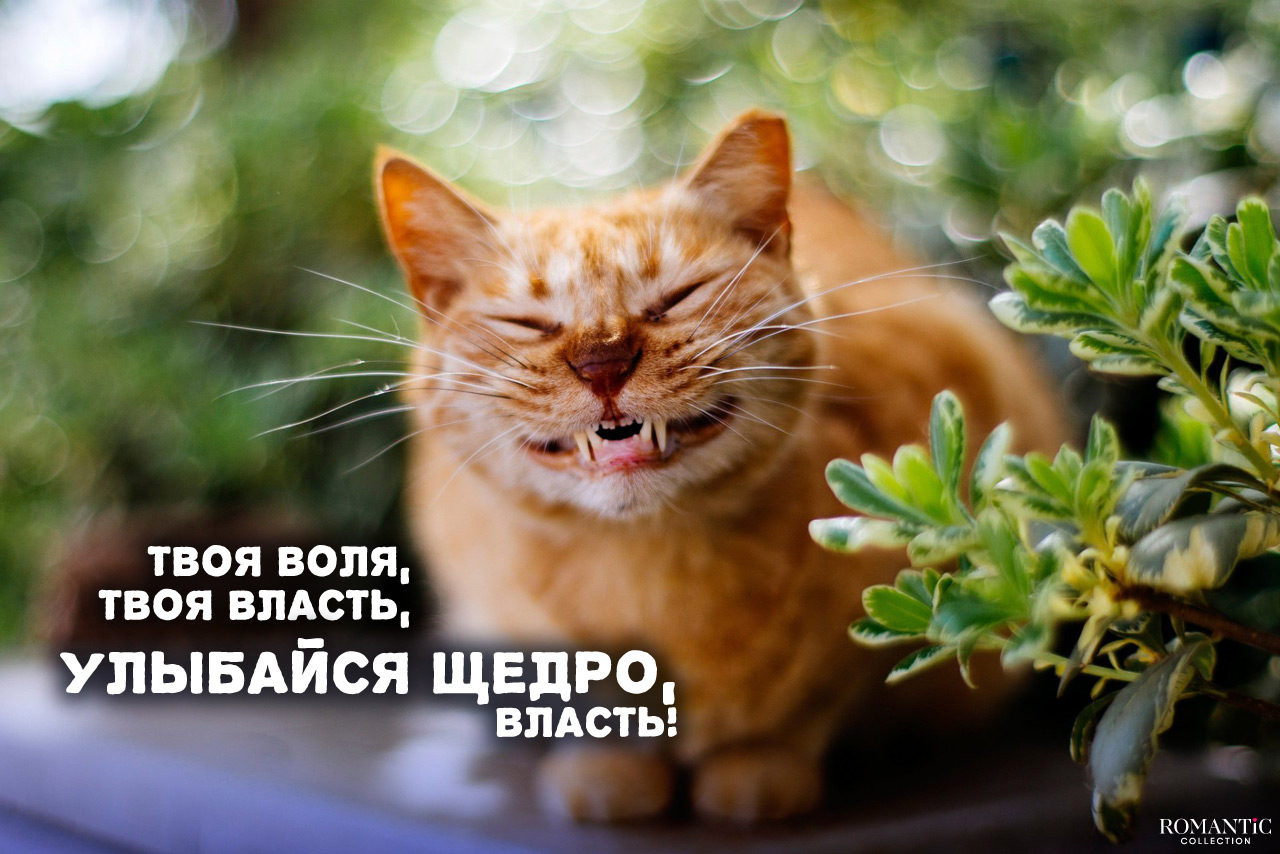 Прикольные стихи про улыбку