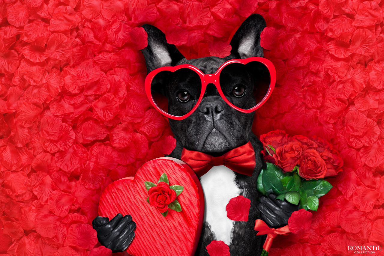 Прикольные поздравления с Днем святого Валентина любимой девушке