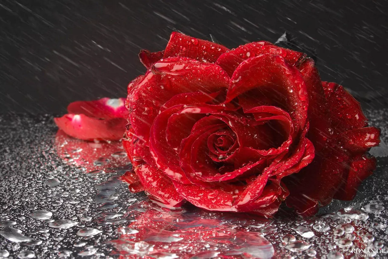 О ветре и цветке