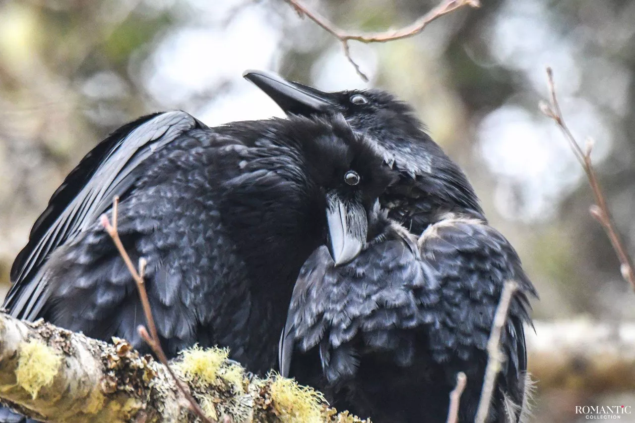 Признание в любви