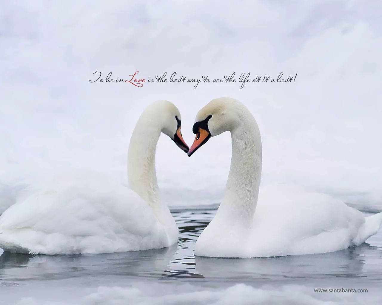 Лебединая верность