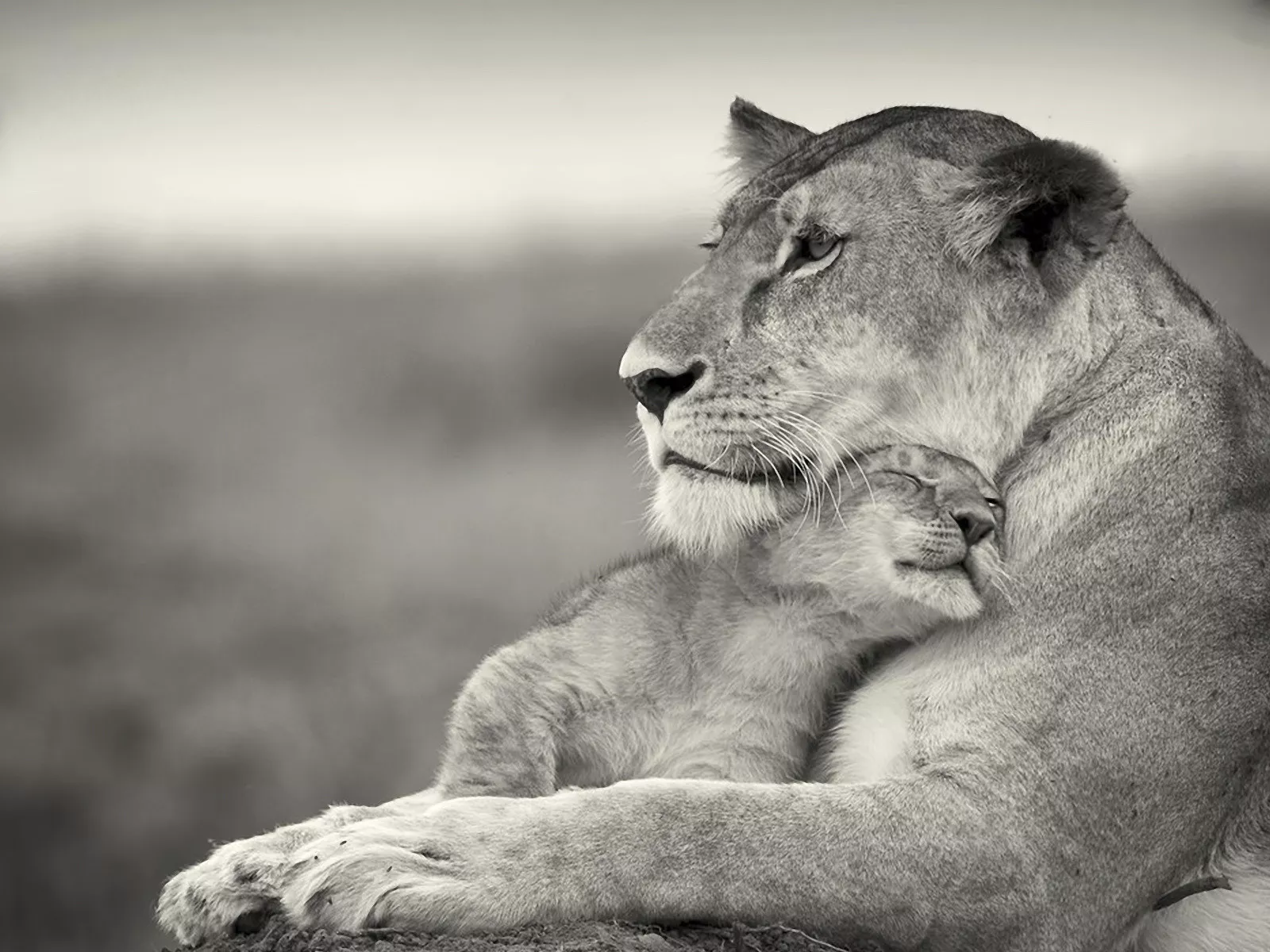 Львенок и львица