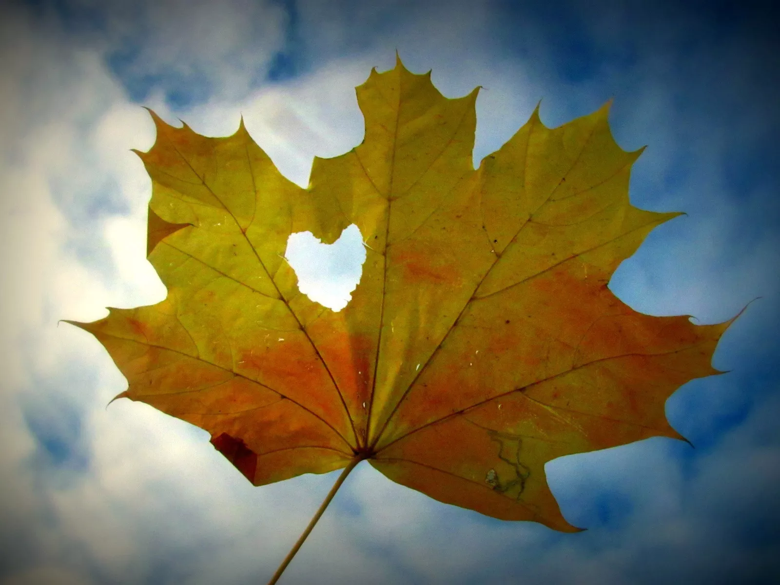 Осенний лист и сердце