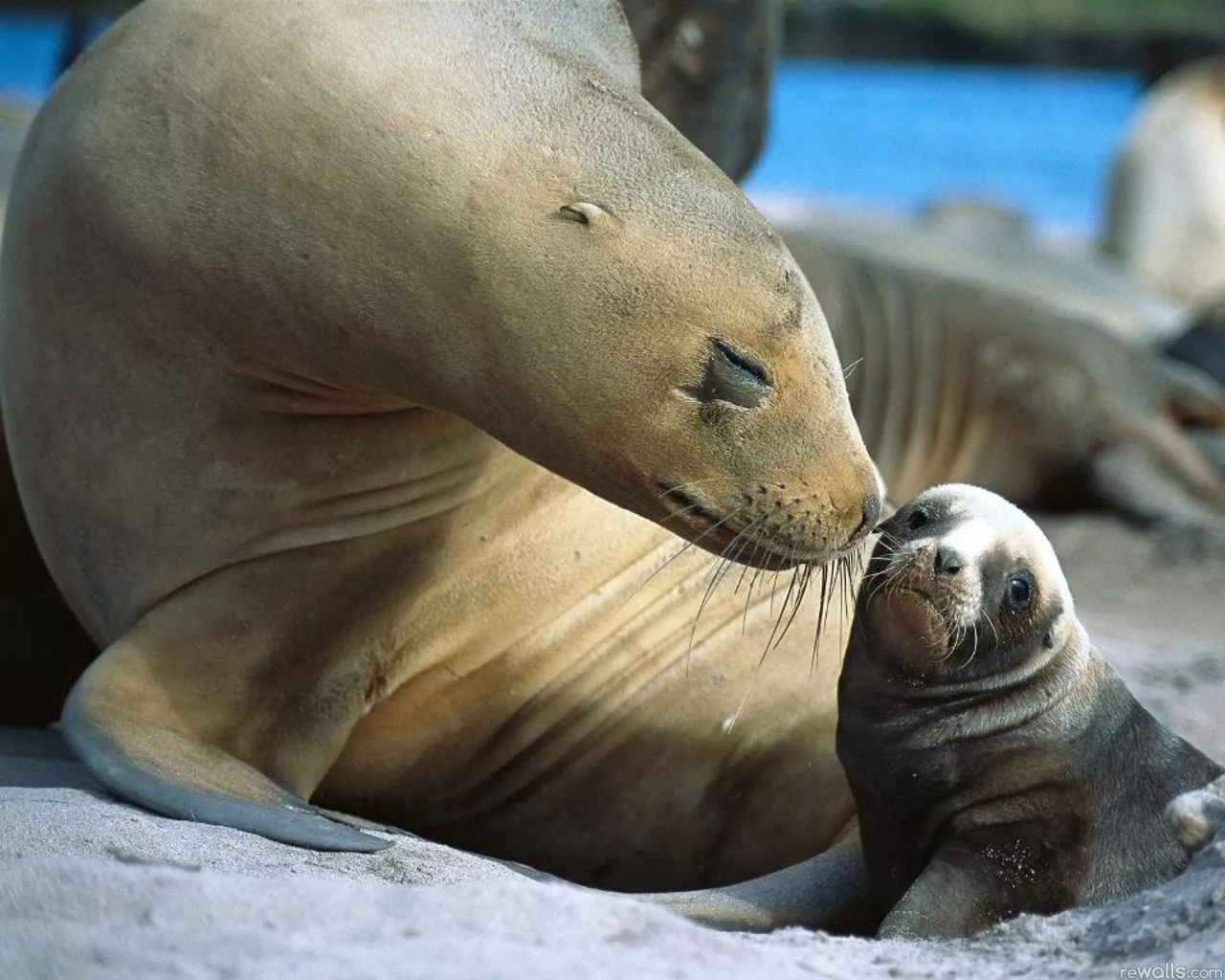 Поцелуй морских котиков