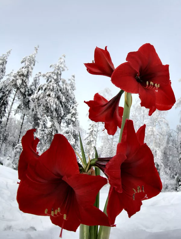 Зимние пейзажи Kari Liimatainen