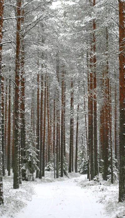 Зимние пейзажи Kari Liimatainen