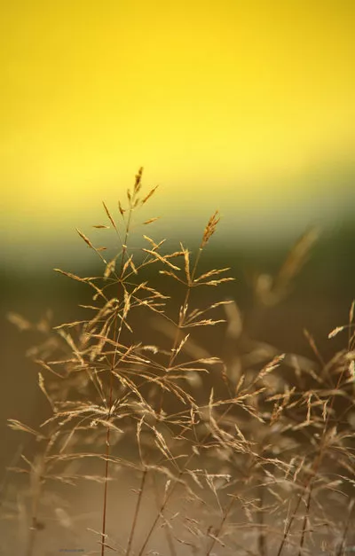 Зимние пейзажи Kari Liimatainen