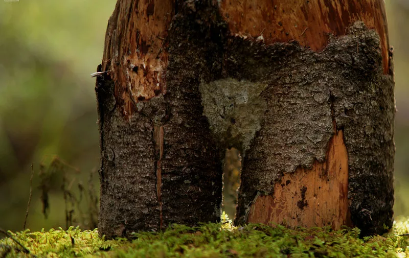 Зимние пейзажи Kari Liimatainen