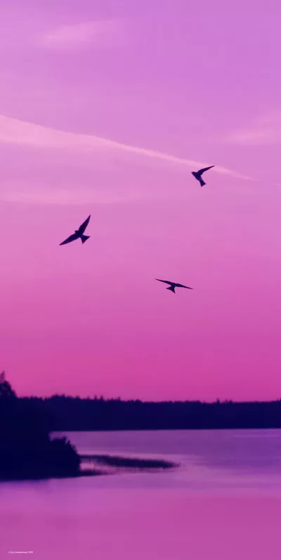 Зимние пейзажи Kari Liimatainen