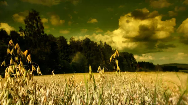 Зимние пейзажи Kari Liimatainen