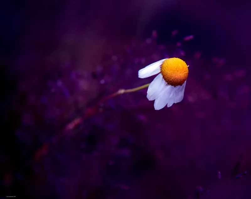 Зимние пейзажи Kari Liimatainen