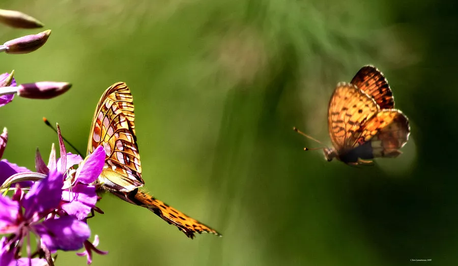 Зимние пейзажи Kari Liimatainen