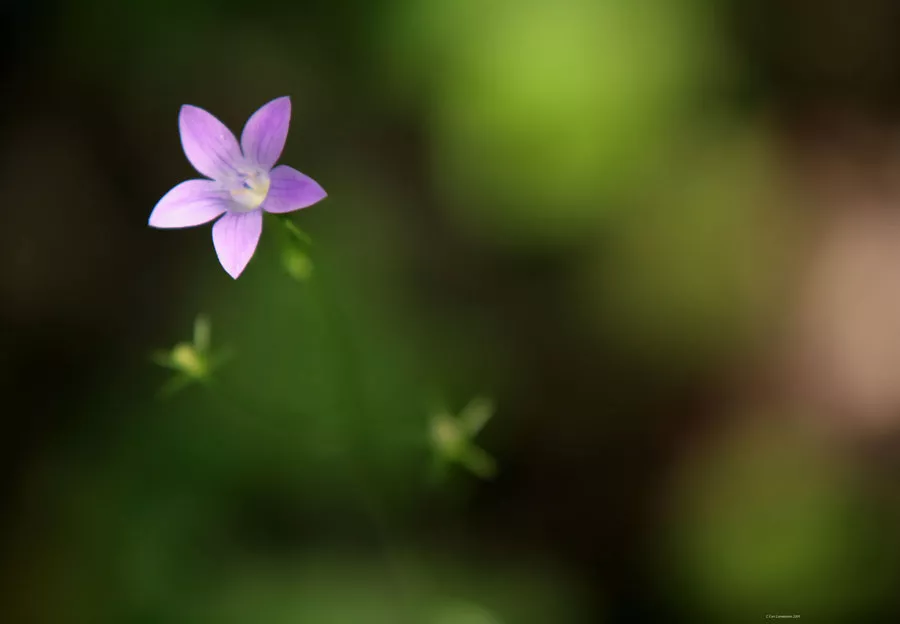 Зимние пейзажи Kari Liimatainen