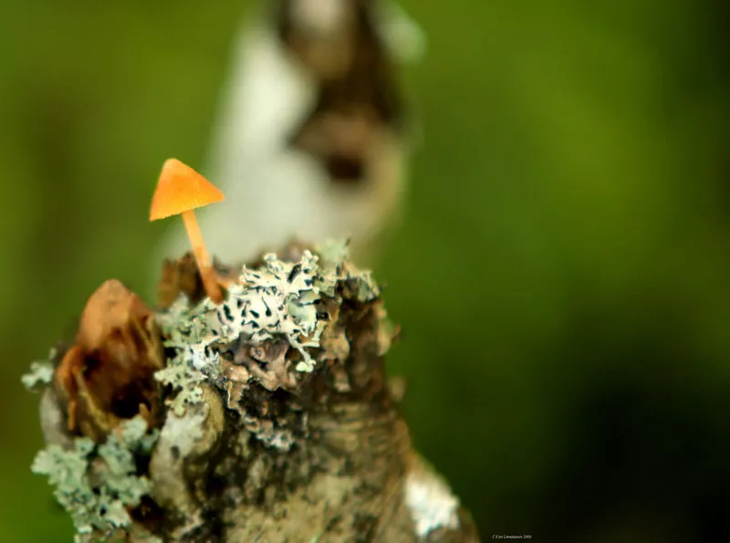 Зимние пейзажи Kari Liimatainen