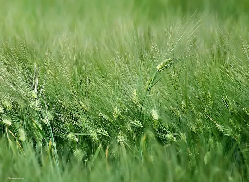 Зимние пейзажи Kari Liimatainen