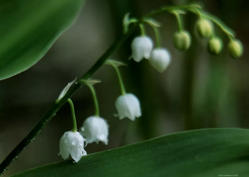 Зимние пейзажи Kari Liimatainen