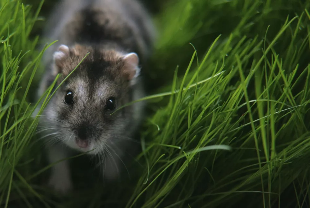 Зимние пейзажи Kari Liimatainen