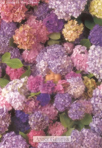 Фотографии детей Anne Geddes