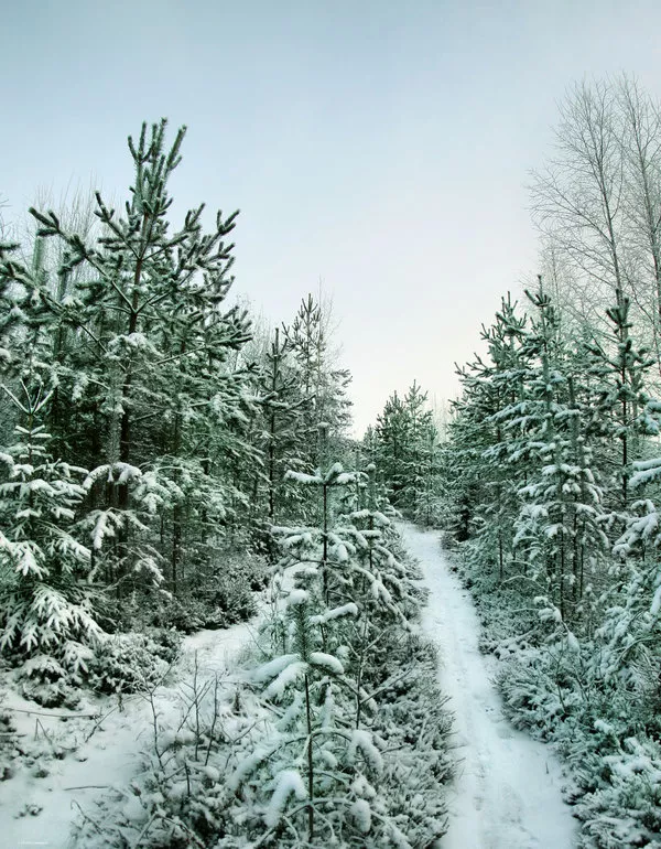 Зимние пейзажи Kari Liimatainen