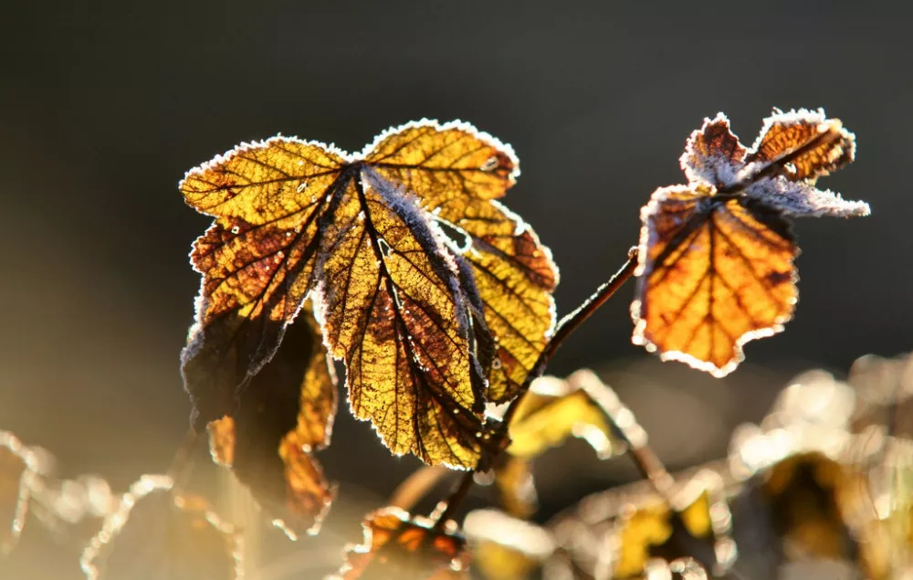 Зимние пейзажи Kari Liimatainen