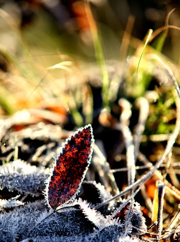 Зимние пейзажи Kari Liimatainen