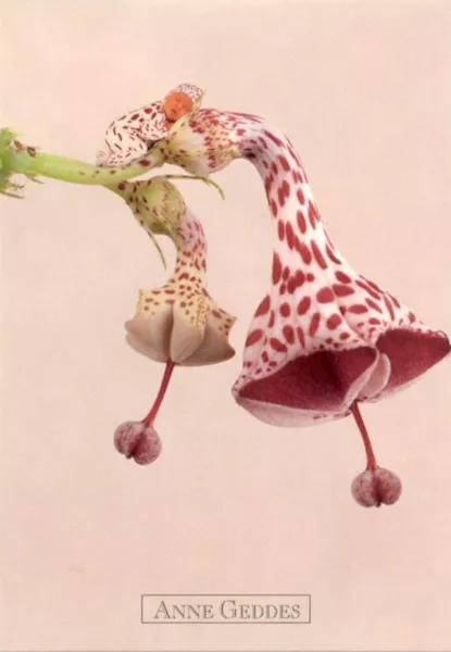 Фотографии детей Anne Geddes